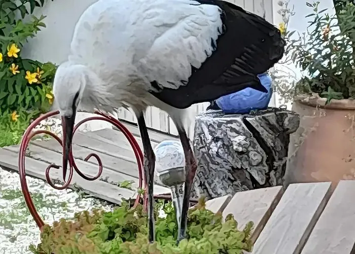 Bed and Breakfast D'hotes La Marouette Hiers-Brouage