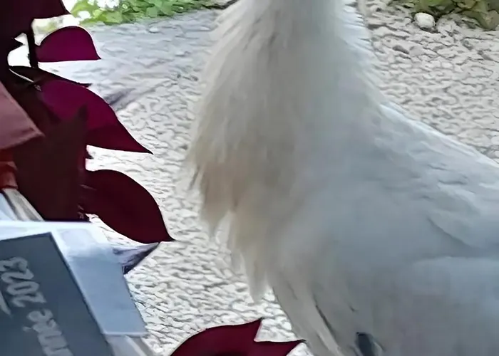 D'hôtes La Marouette Couette-café Hiers-Brouage